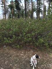 Ceanothus velutinus velutinus