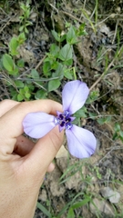 Herbertia tigridioides