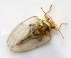 Tetragonocephala flava