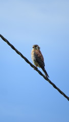 Falco sparverius