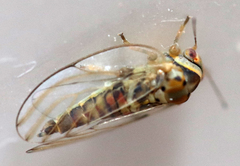 Tetragonocephala flava