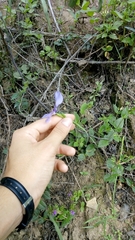 Herbertia tigridioides