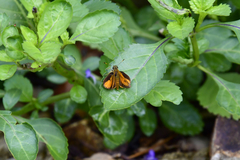 Choranthus vitellius