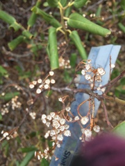 Ceanothus velutinus velutinus