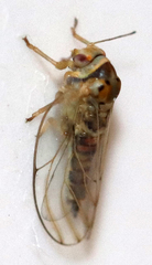 Tetragonocephala flava