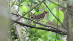 Catharus ustulatus