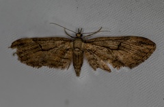 Eupithecia