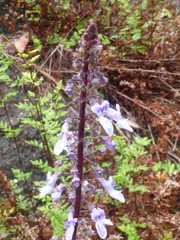 Coleus nitidus