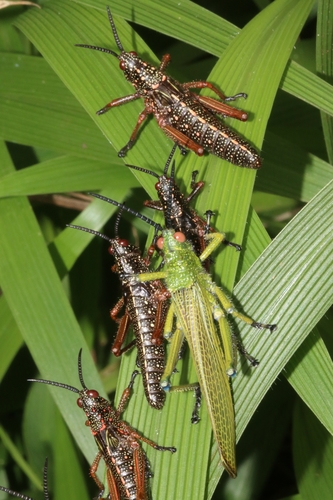 Phyteumas purpurascens
