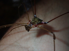 Serracutisoma inerme
