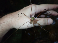 Serracutisoma inerme