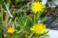 Lampranthus aureus