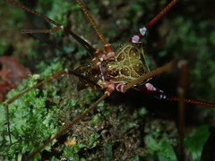 Serracutisoma inerme