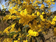 Acacia spectabilis