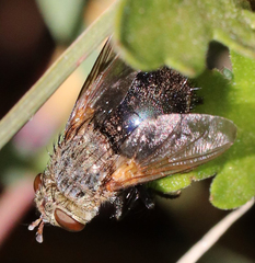 Archytas analis