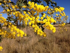 Acacia spectabilis