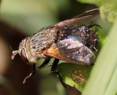 Archytas analis