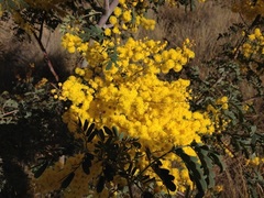 Acacia spectabilis