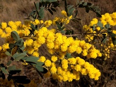 Acacia spectabilis