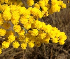 Acacia spectabilis