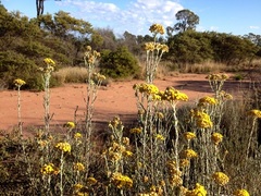Ozothamnus diotophyllus