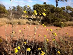 Ozothamnus diotophyllus