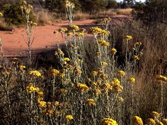 Ozothamnus diotophyllus
