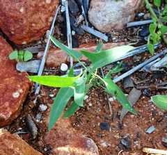 Chenopodium nutans eremaeum
