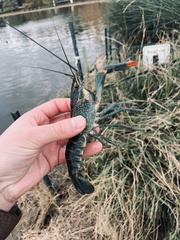 Cherax quadricarinatus