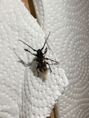 Aegomorphus circumflexus