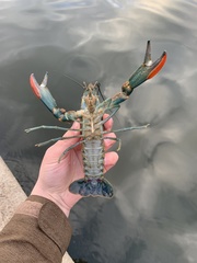 Cherax quadricarinatus