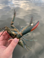 Cherax quadricarinatus