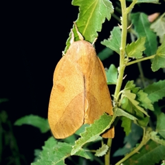 Adeloneivaia subangulata