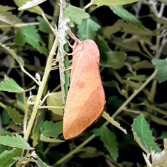 Adeloneivaia subangulata