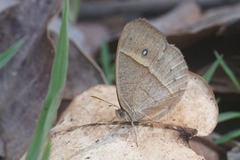 Brakefieldia perspicua perspicua