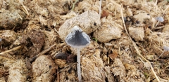 Coprinopsis cinerea
