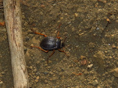 Nyctelia varipes