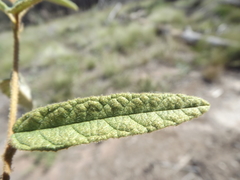 Seringia corollata