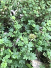 Acaena anserinifolia