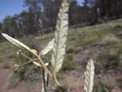 Seringia corollata