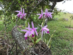 Cattleya intermedia