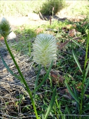 Ptilotus xerophilus