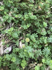 Acaena anserinifolia