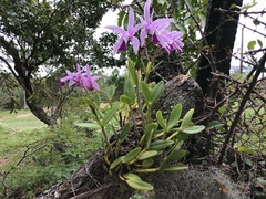 Cattleya intermedia