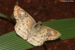 Eagris sabadius astoria
