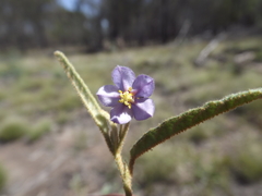 Seringia corollata