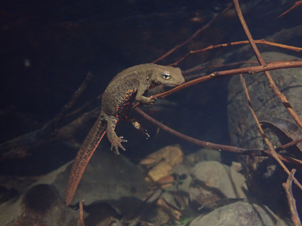 Hong Kong Warty Newt