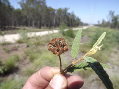 Seringia corollata