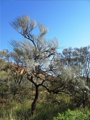 Hakea lorea lorea