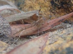 Caridina typus